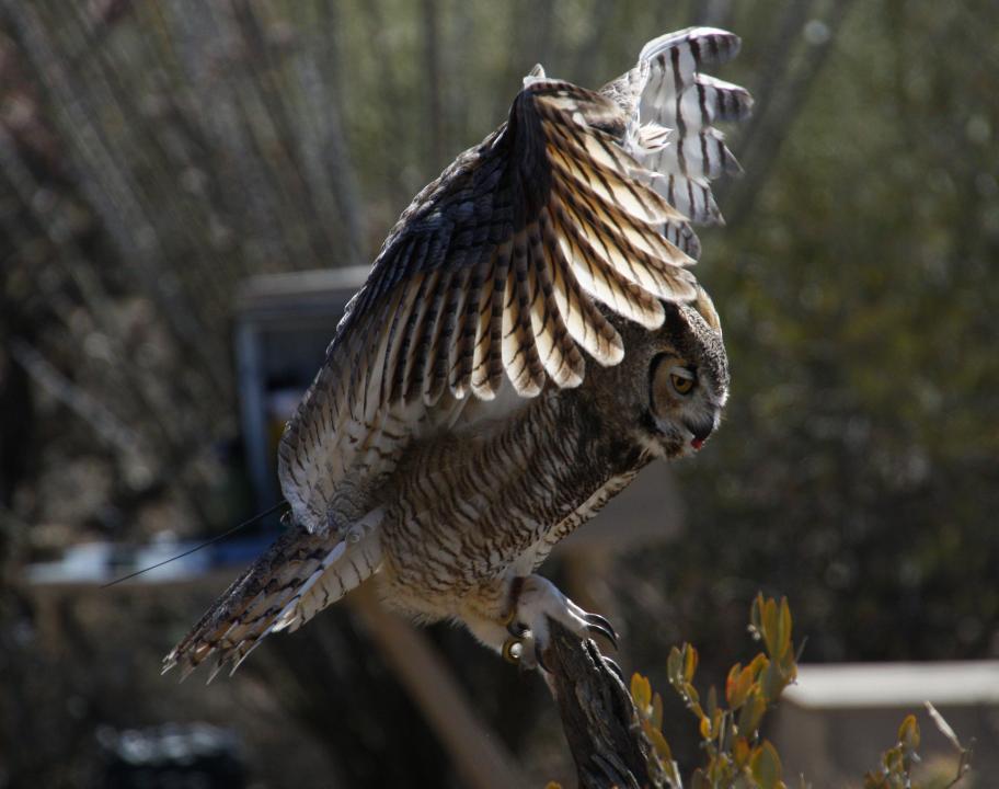 Arizona Wildlife | Shutterbug